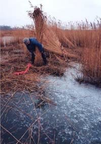 Cutting the Reeds