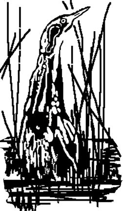 Bittern-2